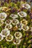 <em>Petunia patagonica</em>